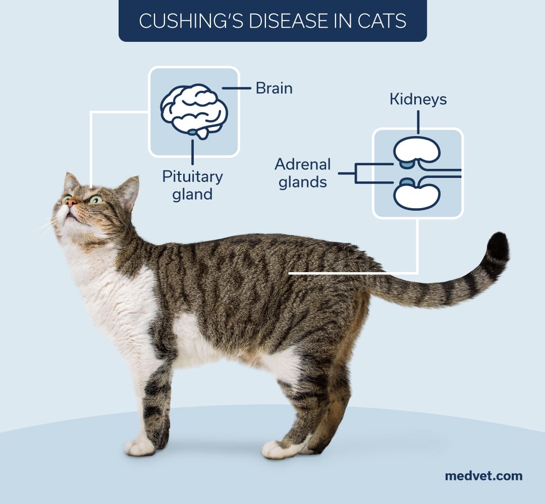 what causes cushings disease in cats